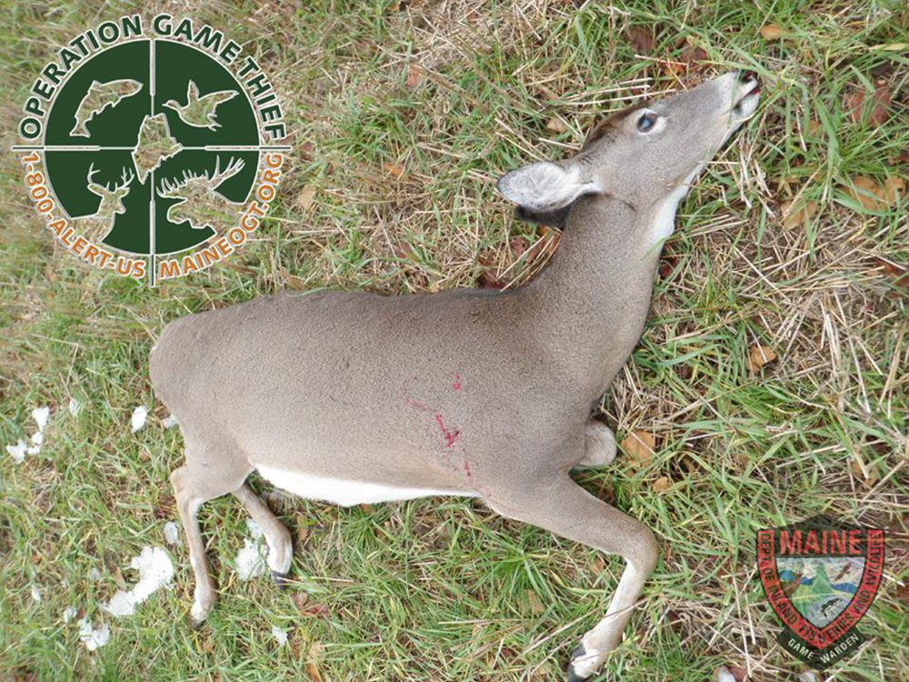 The Maine Warden Service is looking for information about who killed this deer illegally in Chesterville on Wednesday.