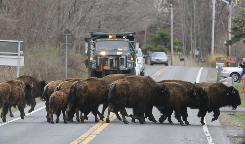 A herd of buffalo crosses a road Friday in Bethlehem, N.Y. The animals also crossed over Interstate 87 as they made their escape from GEM Farms.