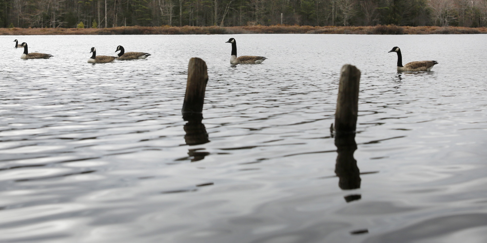 Canada geese float past on Knight’s Pond as advocates for preserving public access to the area held a news conference nearby to say the withholding of bonds threatens the project.