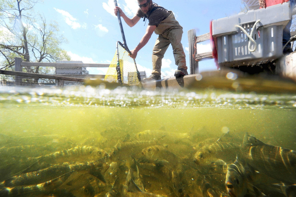 Tommy Keister nets a batch of alewives from a collecting pool entering Webb Pond in Vassalboro on May 12, 2014. Keister, a lobsterman from Friendship Harbor, nets the abundant fish as they run up the rivers from the ocean to spawn. The fish will be sold to other lobstermen to be used as lobster bait. (Staff photo by Michael G. Seamans)