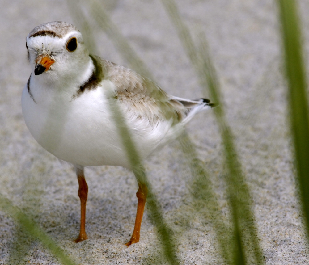 An adult piping plover stands on Higgins Beach in Scarborough. The first two nests of the season were spotted in Kennebunk and Biddeford.