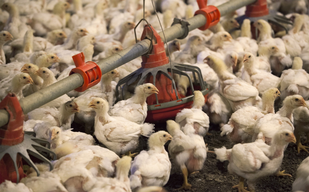 Tyson Foods says it plans to stop using human antibiotics on birds like these as restaurants like McDonald’s, Panera and Chipotle move to antibiotic-free poultry.