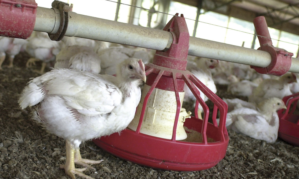 Chickens gather around a feeder in a Tyson Foods Inc., poultry house near Farmington, Ark. (AP file photo/April L. Brown)