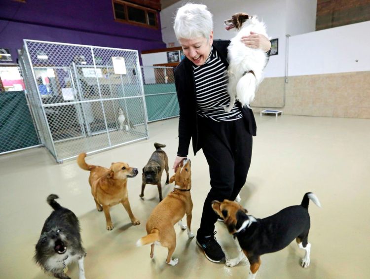 Beverley Petrunich, co-owner of DoGone Fun, a day care and boarding facility, visits with some of her clients in Chicago. Petrunich says when the virus emerged in Chicago, her canine clients were hit hard. The Associated Press