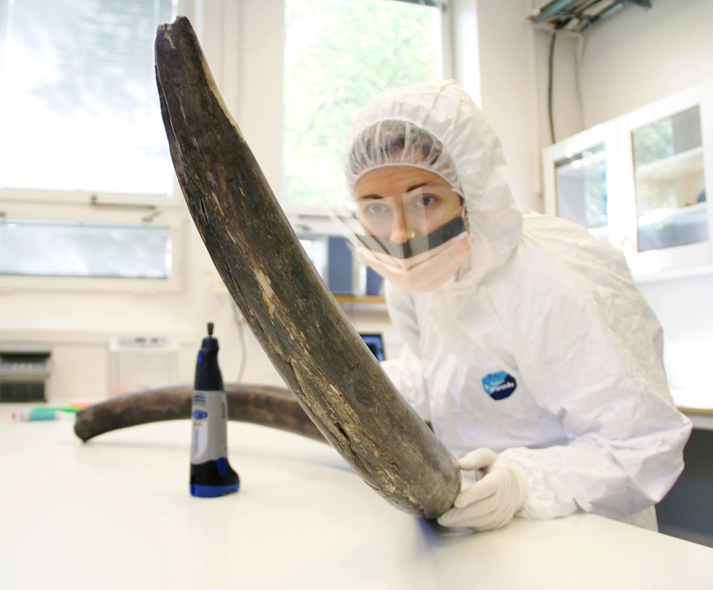 Eleftheria Palkopoulou inspects a woolly mammoth tusk to identify potential sites for DNA sampling, in the ancient DNA lab at the Swedish Museum of Natural History, in Stockholm. Love Dalen via AP