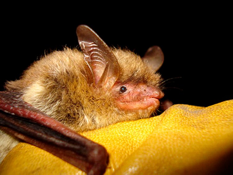 The new protective designation for the northern long-eared bat is designed to improve breeding opportunities by restricting some logging and tree removal from forest areas where the bats spend the warmer months. The Associated Press /Wisconsin Department of Natural Resources