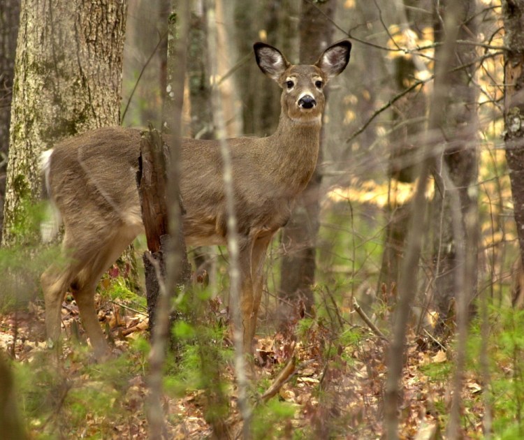 A white tail deer looks up while feeding on new spring growth on the forest floor at Sebago Lake State Park in this file photo. Four pregnant deer in the Livermore-Chesterville area have been shot and killed over the past two weeks.