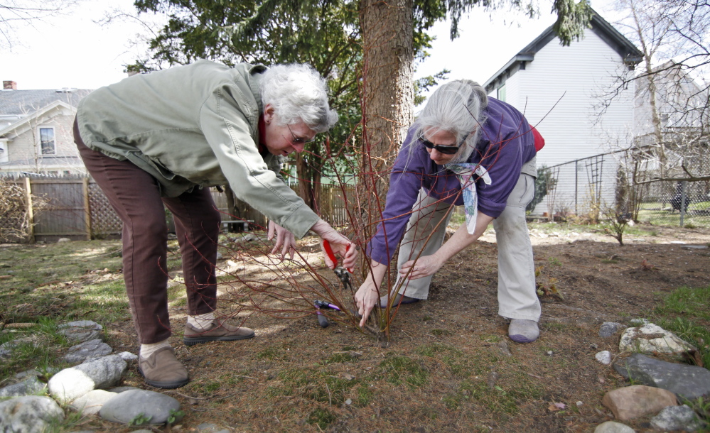 PORTLAND, ME - APRIL 28: Kathleen Carr Bailey, a gardening coach, helps Ann Deutsch prune an "Ivory Halo" dogwood in her garden in Portland Tuesday, April 28, 2015. (Photo by Jill Brady/Staff Photographer)