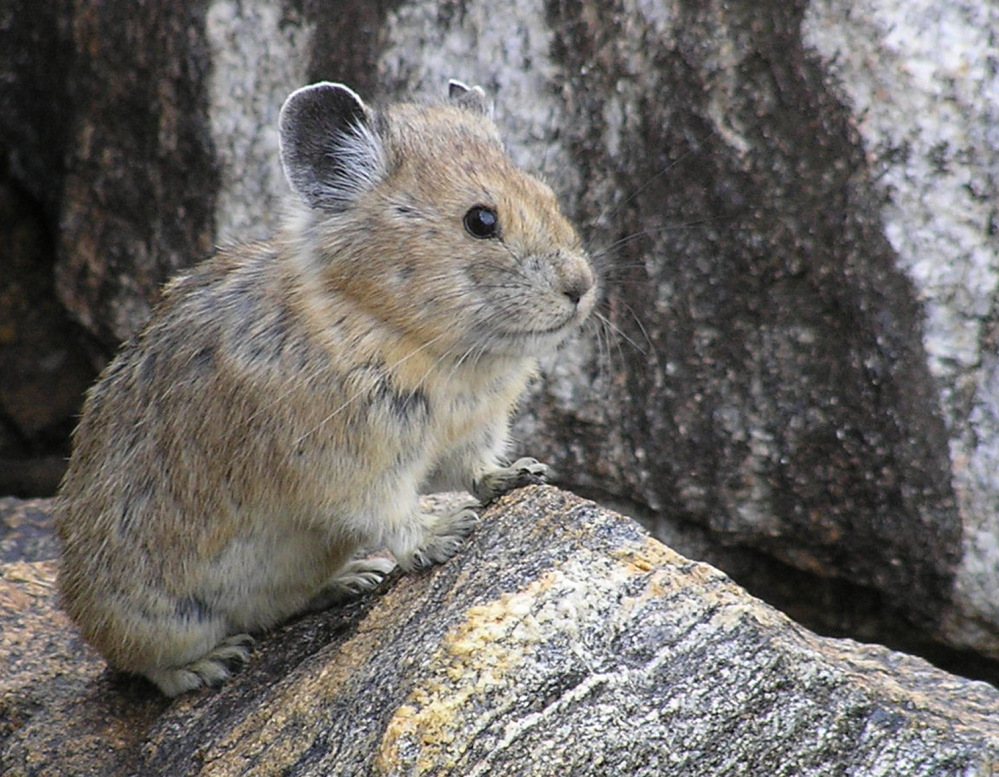 A study projects that one in 13 species such as the American pika will go extinct because of global warming.
