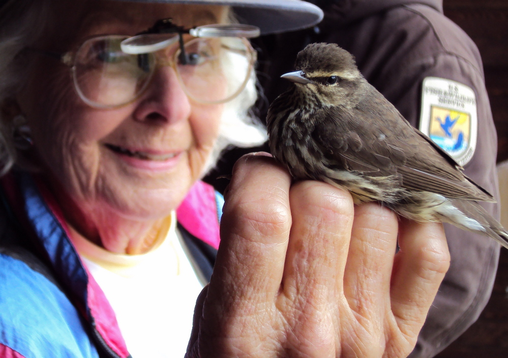 Birding enthusiast June Ficker demonstrates bird banding. She will head a talk and bird walk Saturday as part of International Migratory Bird Day activities being offered at the Wells Reserve. Photo by Scott Richardson