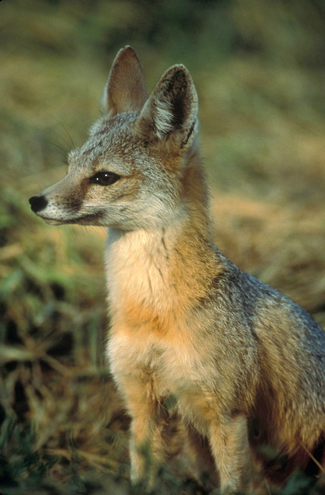 The San Joaquin kit fox depends on the kangaroo rat to survive, but with the rodents dying off, the fox too is threatened.