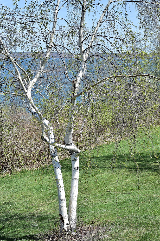 This pollen-emitting tree is a white birch on the Eastern Prom in Portland.
