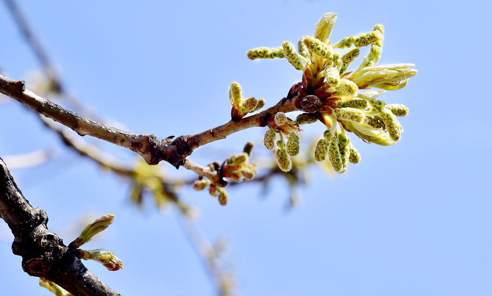 Pollen-producing buds appear on an oak tree in Deering Oaks in Portland.