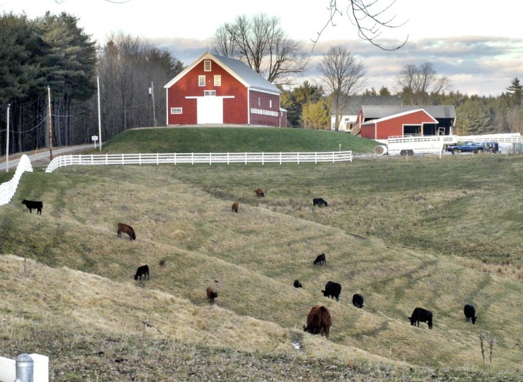 Cattle graze at Collyer Brook Farm in New Gloucester, part of the beef operation at Pineland Farms Natural Meats. A lack of processing plants means the business sends 30,000 head of cattle a year out of New England.