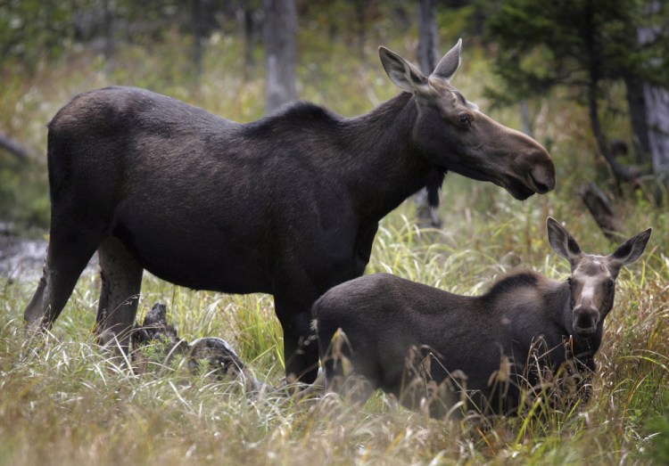 Last year, 20 of 27 moose calves tagged by state biologists had died by late April in New Hampshire, compared to 13 of 22 in 2014.