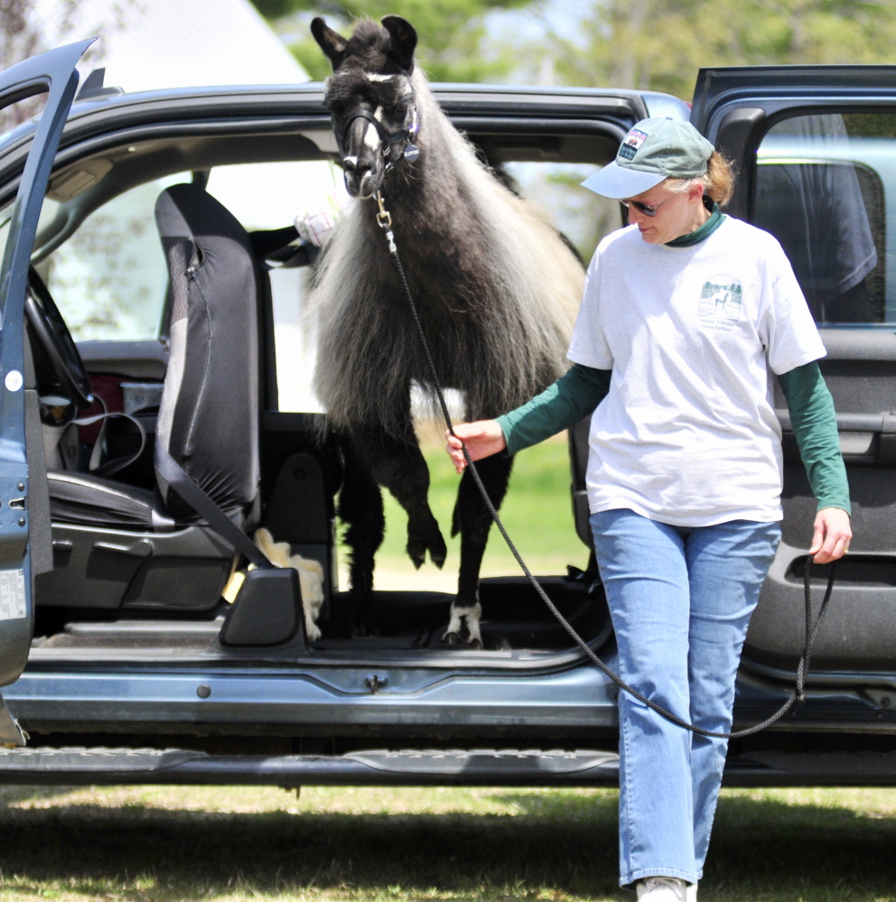 Becky Smith leads Eclipse, a llama, through a obstacle course Friday at the Northeast Livestock Expo, a free event where farmers build awareness about what they do.
