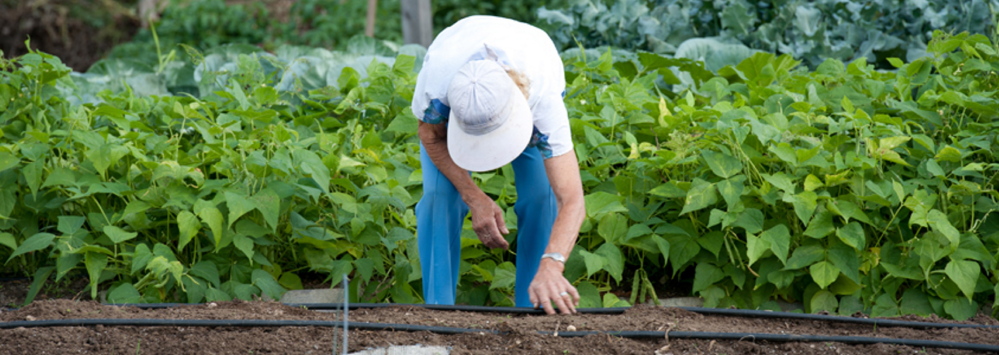 Gardeners may take part in the University of Maine Cooperative Extension’s Harvest for Hunger program by planting extra vegetables and fruit to give to food pantries.