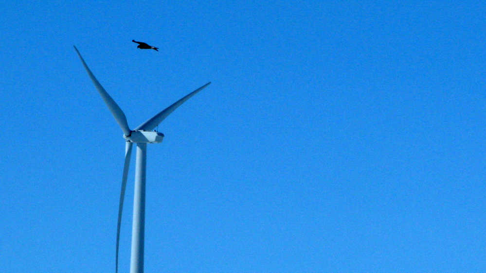 A golden eagle flies over a wind turbine in Converse County, Wyo. An advocacy group says weak federal policies are allowing wind energy companies to place thousands of turbines in locations that are dangerous to birds.