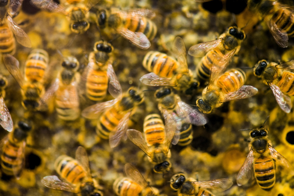 Since April 2014, beekeepers lost 42.1 percent of their colonies, the second highest loss rate in nine years, and then managed to recover a bit, according to an annual survey conducted by a bee partnership that includes the U.S. Department of Agriculture. The Obama administration wants to make federal lands more hospitable to the pollinators.