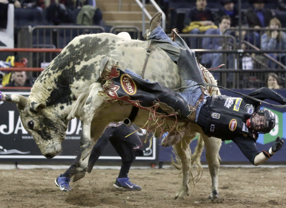 Chase Outlaw of Hamburg, Ariz., drops from his bull. Concussions are the most pervasive of the serious injuries that are occupational hazards for bull riders.