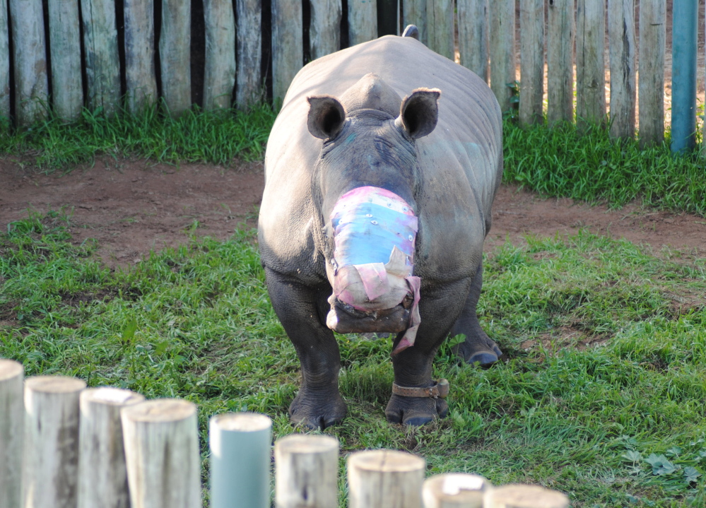 A rhino wears a dressing where her horns used to be. She will need many treatments to recover.