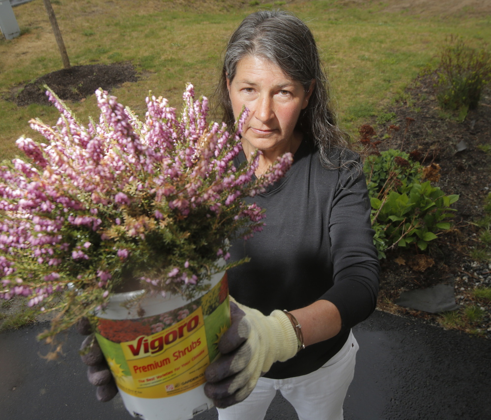 Pam Jones of Kennebunk holds a heather plant that she bought at Home Depot in Biddeford. The label didn’t list any pesticides, so she thought she was buying a pesticide-free plant.