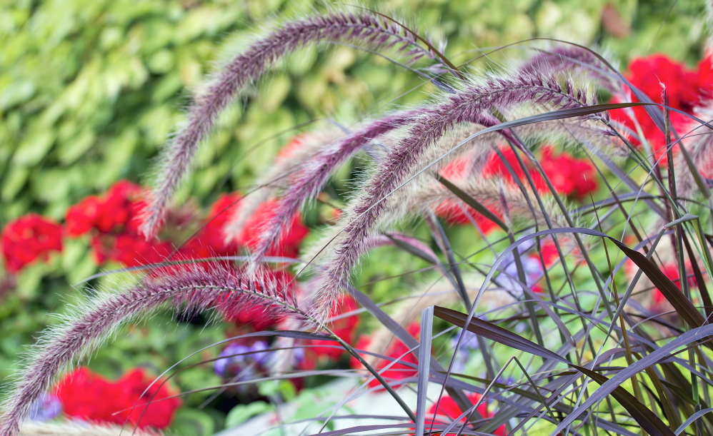 Grasses, like purple fountain grass, make great thrillers.