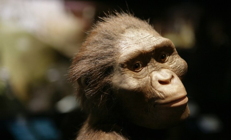 An artist’s life-sized model of “Lucy,” based on the 3.2 million-year-old Australopithecus afarensis skeleton, is at the Houston Museum of Natural Science in Houston. 
