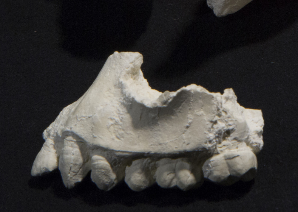 A cast of upper jaw fragments and teeth of Australopithecus deyiremeda. Cleveland Museum of Natural History