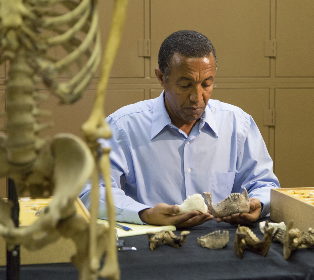 Yohannes Haile-Selassie conducts comparative analysis of Australopithecus deyiremeda at the Cleveland Museum of Natural History. The fossil find in Ethiopia gives further evidence that the well-known “Lucy” species had company.
