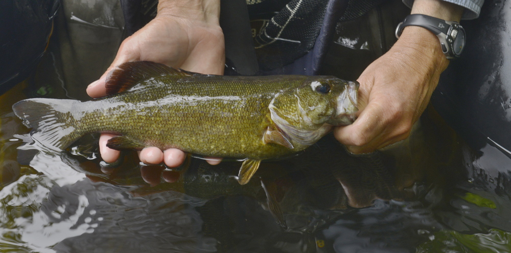 Smallmouth bass often run larger and fight harder than brook trout – great practice when fishing for this smaller trout species.