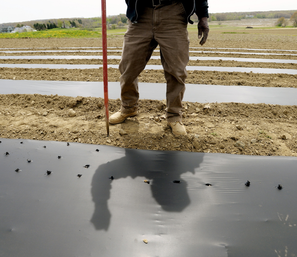 A farmer pokes holes in plastic where he will plant onions at Jordan’s Farm in Cape Elizabeth. The plastic is used to hold moisture in the soil. Maine is experiencing a drier than normal spring.