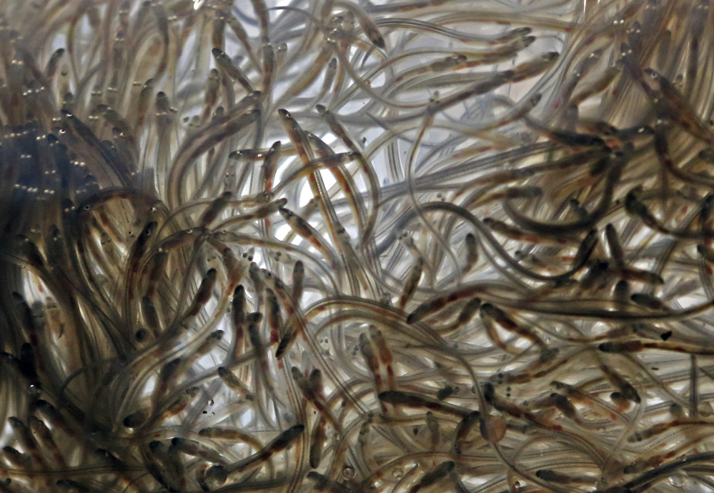 Elvers swim in a plastic bag awaiting shipment at a buyer’s facility in Portland.