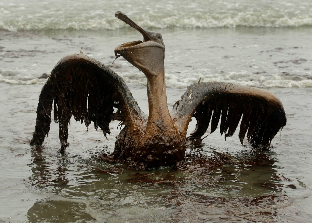 A brown pelican covered in oil tries to raise its wings along the Louisiana coast during the disastrous BP oil spill. Court rulings have put the brunt of responsibility on BP, while Transocean and Halliburton also have been found to have responsibility.