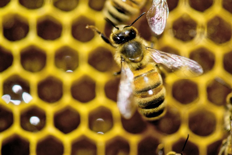 What shocked entomologists is that for the first time they've noticed bees dying more in the summer than the winter, says the study's co-author. The Associated Press