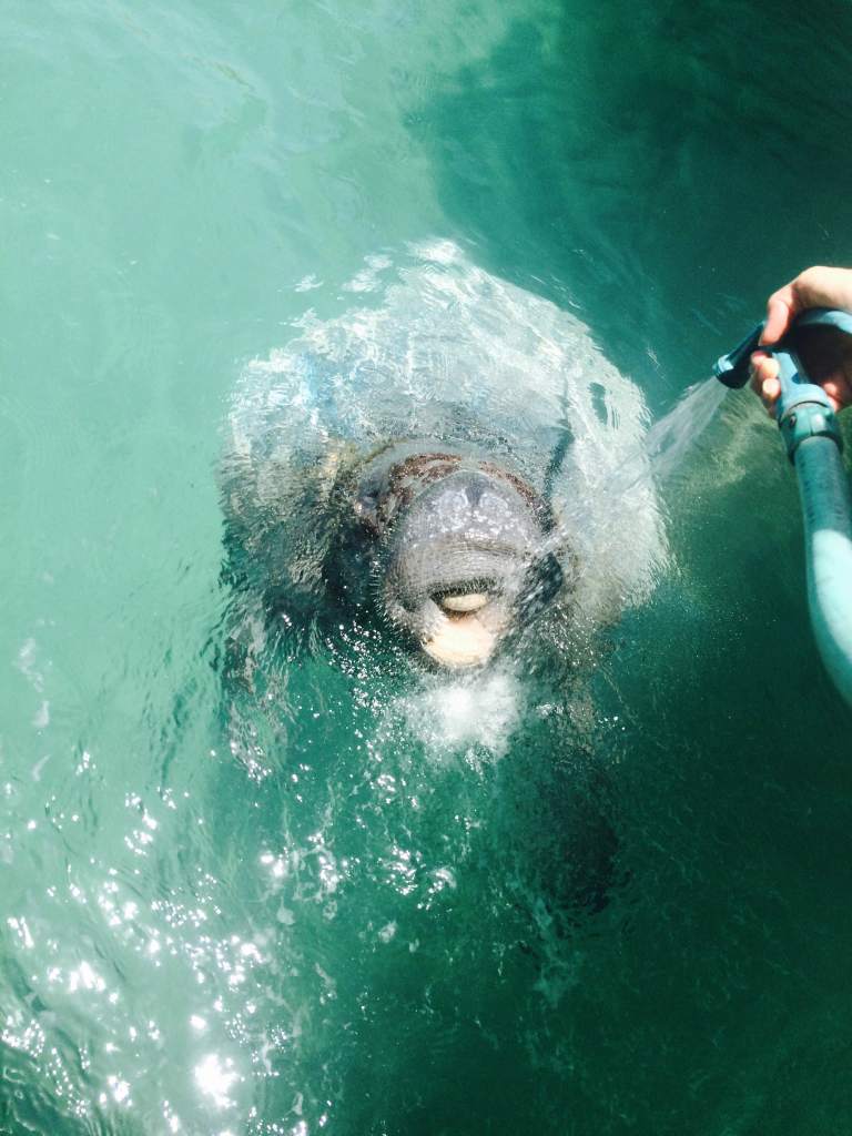 The friendly manatee, named Rita, is a resident of Spanish Wells. Sally Gardiner-Smith photo
