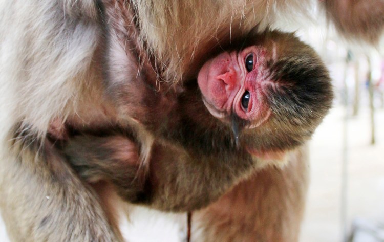 A newborn baby monkey named Charlotte clings to her mother at the Takasakiyama Natural Zoological Garden in Oita, southern Japan. Photo courtesy of  Takasakiyama Natural Zoological Garden via AP