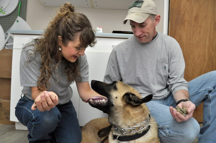Owner Sonny Brassfield, right, and veterinarian Dr. Sarah Sexton, play with Brassfield's Belgian Malinois Benno. Sexton removed 17 live .308 caliber rifle rounds from the dogs stomach during a two-hour operation. The Associated Press