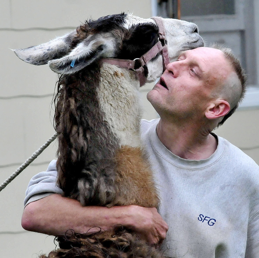 Shawn Quimby cuddles up to a wayward llama that showed up at his friend Doug Harvell’s home at 26 Summer St. in Madison on Tuesday.