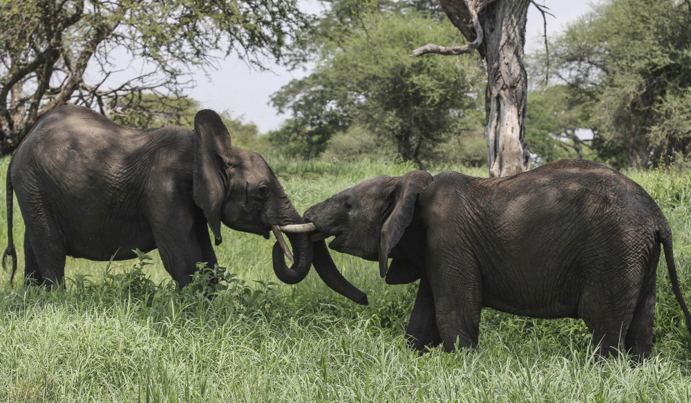 Elephants interact in Tarangire National Park in northern Tanzania. The Tanzanian government estimates that 65,721 elephants died in the country in the last five years, and conservation group TRAFFIC says 45 tons of ivory have flowed to Asian markets since 2009.