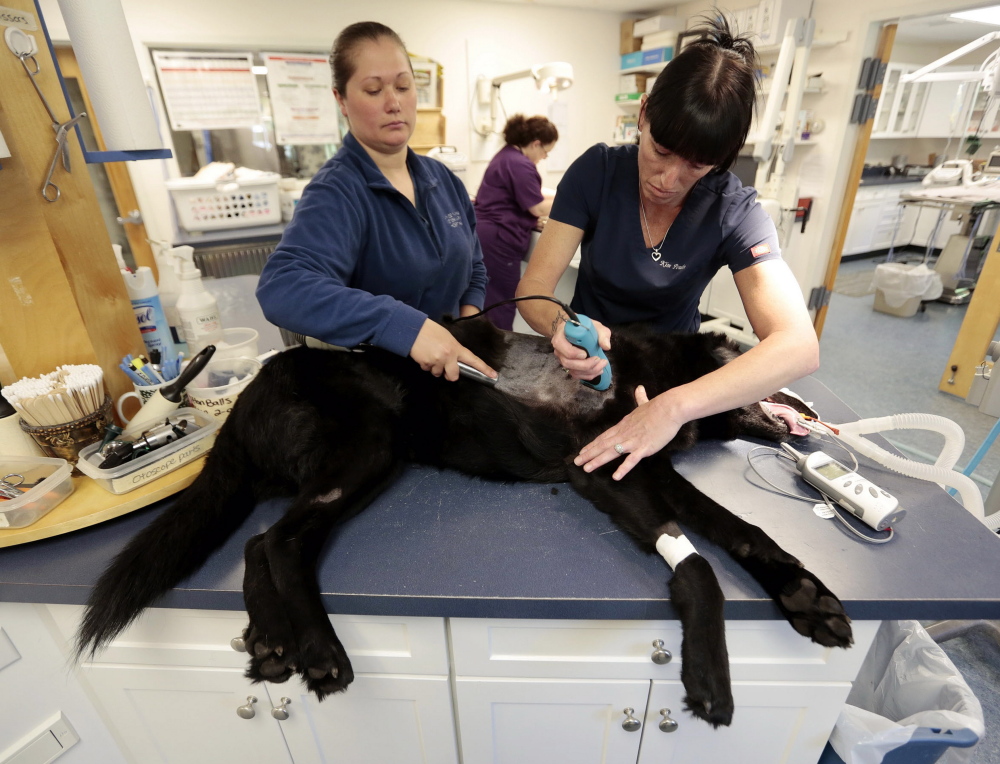 Sara Farias, left, and Kim Poulin prepare Angus, a black Labrador retriever, for surgery at the Chase Farm Veterinary Clinic in Dartmouth, Mass. Stem cell therapy is being used to treat the dog’s arthritis.