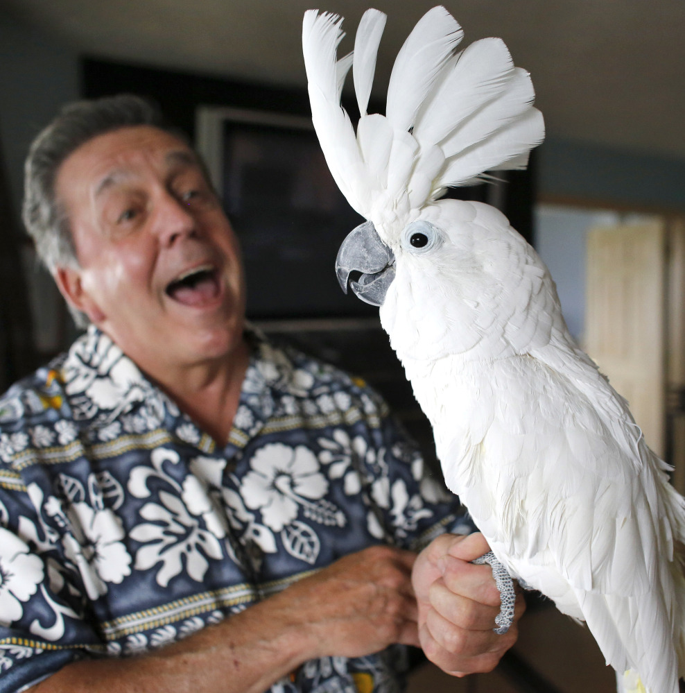 Tom Wharton, of Warwick, R.I., talks to his 21-year-old pet cockatoo Tootsie. Wharton and Tootsie were kicked out of two Rhode Island campgrounds.