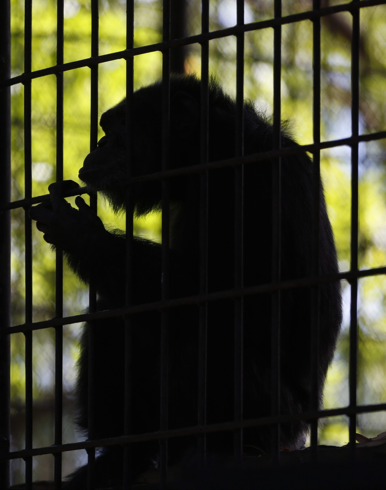 U.S. Fish and Wildlife Service Director Dan Ashe says his agency was wrong and inconsistent to carve out an exemption for chimpanzees to be used in medical experiments.