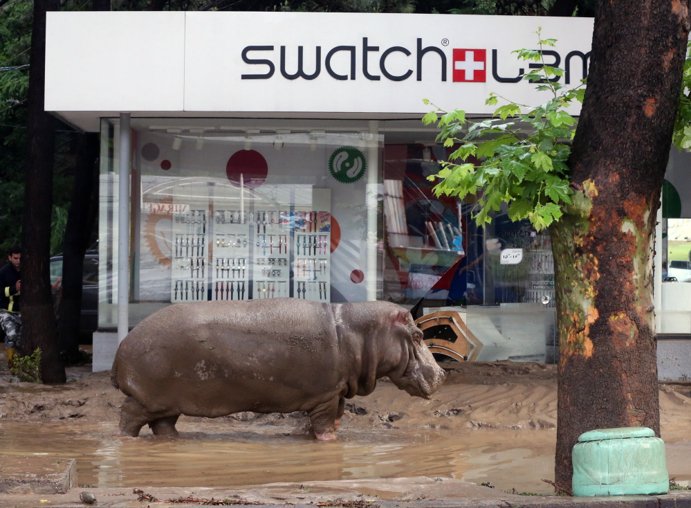 A hippopotamus stands in the mud in front of a Swatch watch kiosk after it escaped with lions, tigers and other animals from a flooded zoo in Tbilisi, Georgia, Sunday.