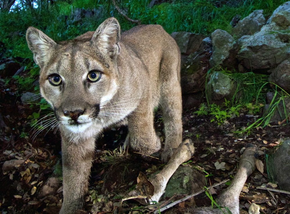 Western mountain lions, like this young female, are expanding their range. The forests of Maine, New Hampshire, Vermont and upstate New York have ideal habitat for them.