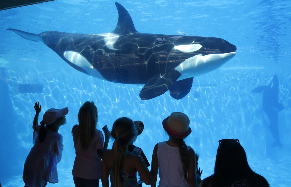 After falling 4.2 percent in 2014, attendance rose 5.6 percent in the first three months of 2015 at SeaWorld’s 11 theme parks and attractions.