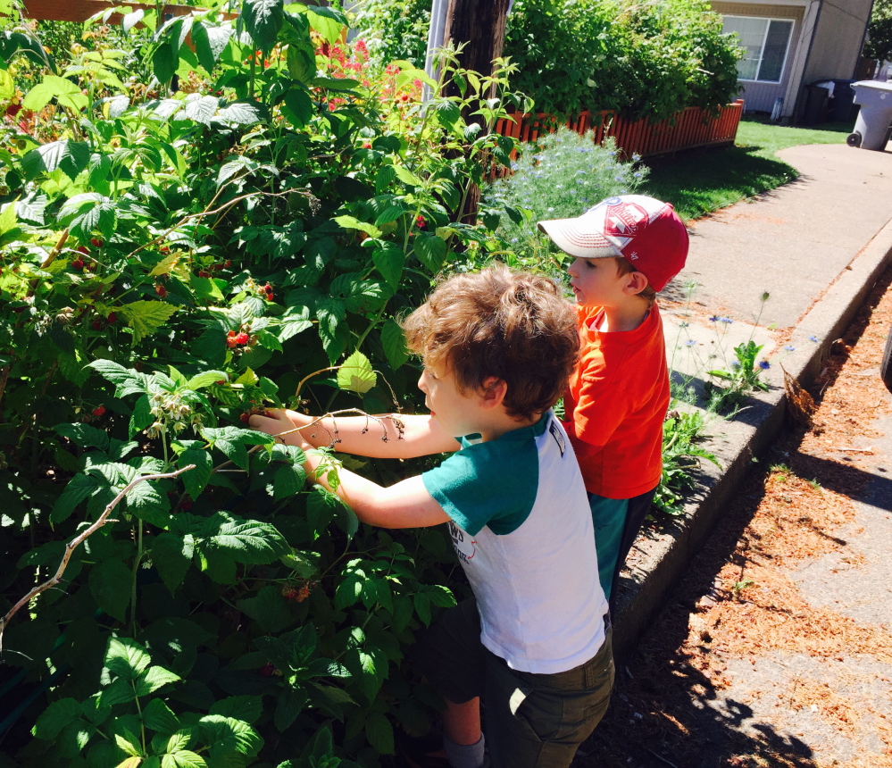 Theo, 4, picks front-yard raspberries with his buddy Hollis Weinsteiger- Brown on a visit to Corvallis, Ore. Today is Theo’s 4th birthday.