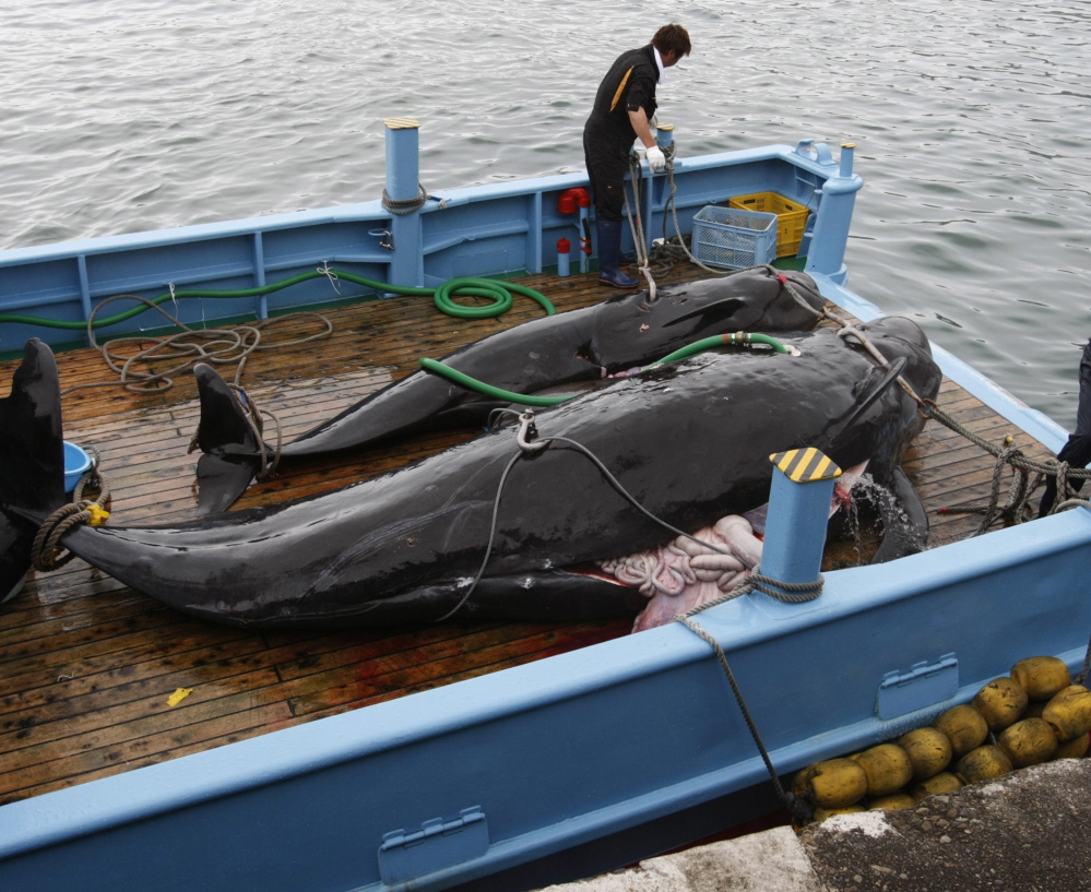 The International Whaling Commission has said that Japan has not demonstrated the need for lethal hunts in order to conduct whale stock management and research.