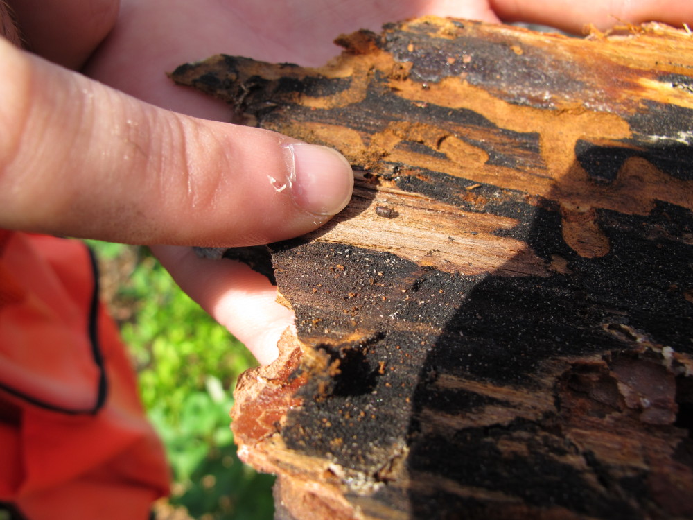 A forester with the New York Department of Environmental Conservation points out a tiny southern pine beetle at the tip of his finger on the bark of a tree in the Rocky Point Natural Resources Management Area. Officials are seeking to determine the extent of an infestation of the southern pine beetle in trees throughout the Northeast.