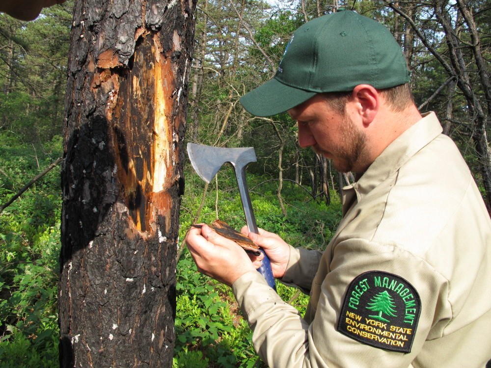 John Wernet, a forester with the New York Department of Environmental Conservation examines bark from a damaged pine tree in the Rocky Point Natural Resources Management Area on June 12. Officials are seeking to determine the extent of an infestation of the southern pine beetle in trees throughout the northeast.